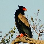 Bataleur Eagle in a tree